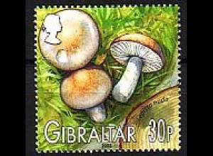 Gibraltar Mi.Nr. 1054 Einheimische Pilze Rötelritterling (30)