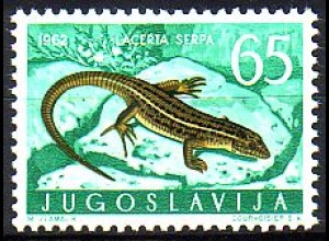 Jugoslawien Mi.Nr. 1012 Jugoslawische Fauna, Ruineneidechse (65)