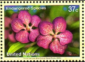 UNO New York Mi.Nr. 973 Gefährdete Arten, Orchidee Vanda coerulea (37)