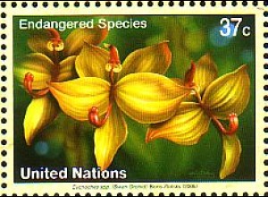 UNO New York Mi.Nr. 974 Gefährdete Arten, Orchidee Cycnoches sp. (37)