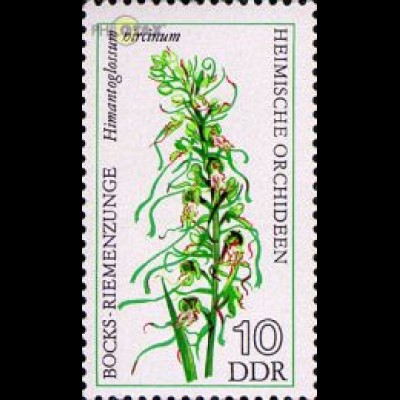 D,DDR Mi.Nr. 2135 Heimische Orchideen, Bocks-Riemenzunge (10)