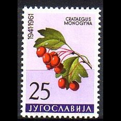 Jugoslawien Mi.Nr. 946 Jugoslawische Flora, Weißdorn (25)