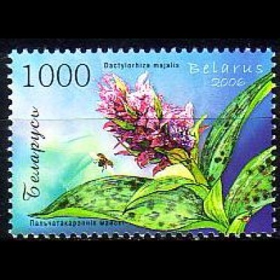 Weißrußland Mi.Nr. 644 Orchideen, Breitblättriges Knabenkraut (1000)