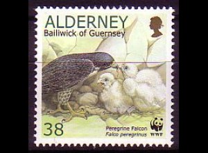 Alderney Mi.Nr. 148 A Wanderfalke füttert seine Jungen (38)