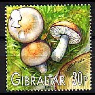 Gibraltar Mi.Nr. 1054 Einheimische Pilze Rötelritterling (30)