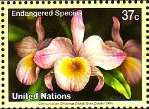UNO New York Mi.Nr. 975 Gefährdete Arten, Orchidee Cattleya trianae (37)