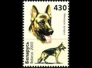 Weißrußland Mi.Nr. 504 Hunde Deutscher Schäferhund (430)