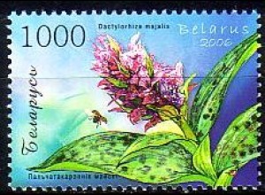 Weißrußland Mi.Nr. 644 Orchideen, Breitblättriges Knabenkraut (1000)