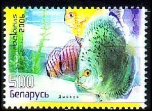 Weißrußland Mi.Nr. 654 Diskusfische (500)